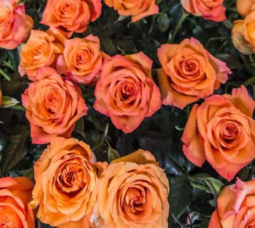 Bouquet de fleurs de roses